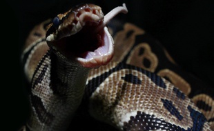 Un python a avalé un jeune homme en Indonésie