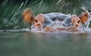 La justice a estimé que Jumbo l'hippopotame n'était pas maltraité dans son cirque. (illustration)