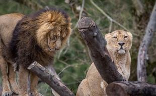 Lions du parc de la tête d'or de Lyon. KONRAD K./SIPA