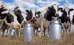Des vaches laitières Holstein, dans le sud-ouest de la France.