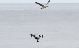 Illustration d'un drone (en bas). En haut de l'image, c'est un goéland