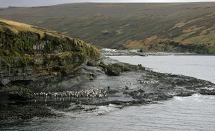 Un groupe de manchots sur l'île de la Possession dans l'archipel des Crozet (Terres Australes et Antarctiques Françaises) où est installée une base permanente française.