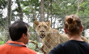 Un lion donné par l'Afrique du Sud au zoo d'Abidjan, le 10 mars 2015