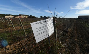 Sur une propriété de l'Institut national de la recherche agronomique (Inra), le 13 janvier 2016 à Gruissan dans l'Aude