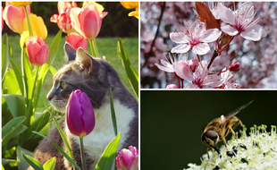 Un chat, des fleurs et une abeille qui butine, par nos internautes.