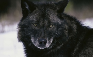 Photo d'illustration d'un chien-loup