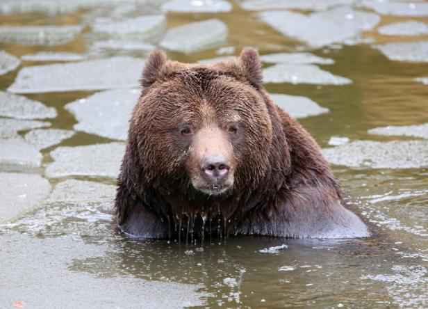 Guide de survie que faire face un ours