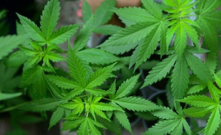 Des plants de marijuana