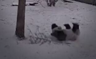 Un panda en train de jouer dans la neige.