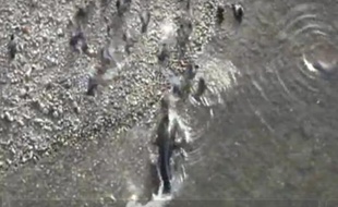 Capture d'écran de la vidéo montrant des silures attaquant des pigeons dans le Tarn.