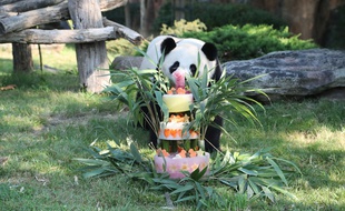 Yuan Meng, le petit panda du zoo de Beauval, déguste son gâteau d'anniversaire, le 4 août 2018.
