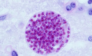 Le parasite Toxoplasma Gondii dans une cellule de souris
