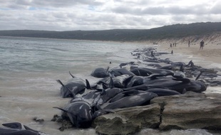 135 dauphins ont été retrouvés échoués ce vendredi en Australie.