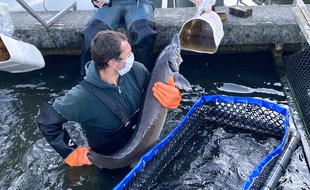 Pesée des esturgeons à L'Esturgeonnière, sur le bassin d'Arcachon, où est fabriqué le caviar Perlita