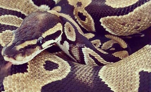 Illustration d'un python femelle.