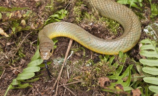 Un Coluber constrictor. Illustration.