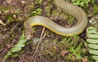 Serpent dans 2025 un sac