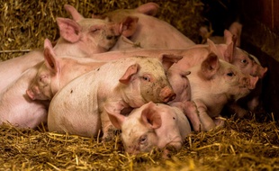 Une ferme porcine à Bourbourg (image d'illustration).