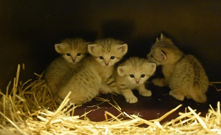 Les chats des sables sont nés au zoo de la Tête d'Or il y a quelques semaines.