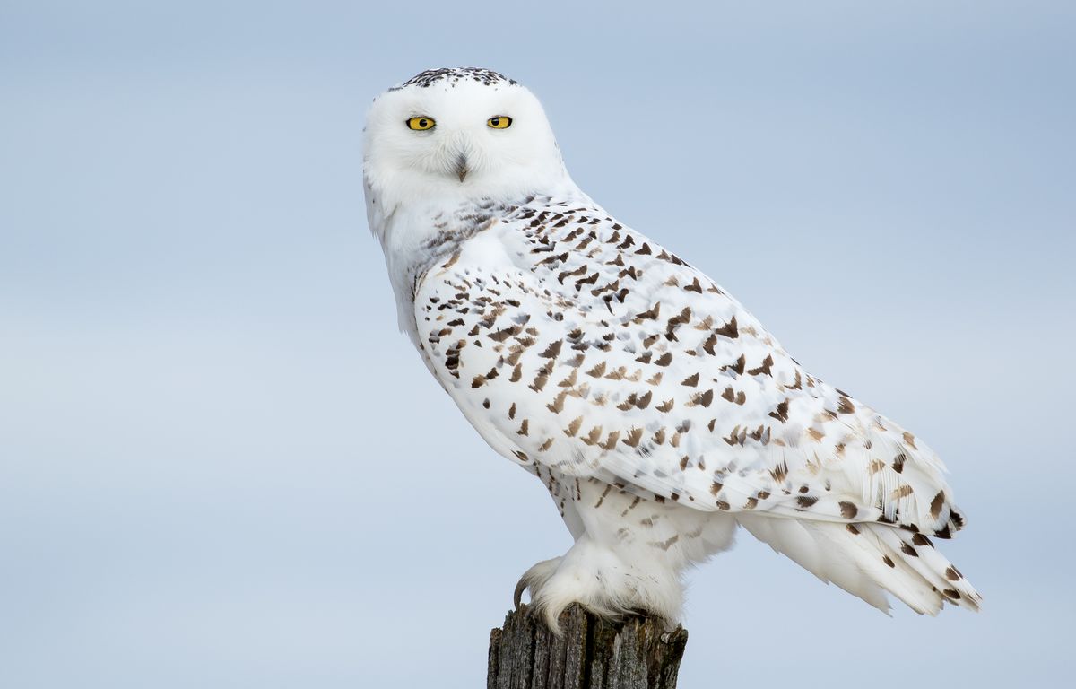 Chouette ou hibou ? 12 animaux que l'on confond régulièrement