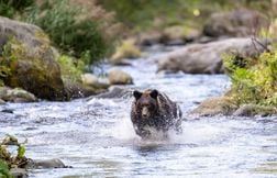 Deux morts, un chasseur disparu… Alerte aux ours au Japon