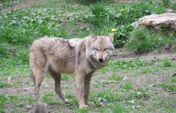 Le nombre de loups est en baisse en France sur l’année 2023