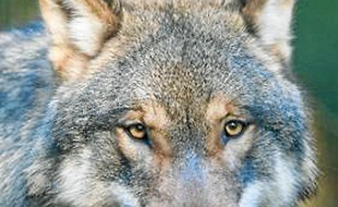 Un loup, dans un parc en Allemagne.