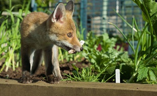 Un renard. (Illustration)