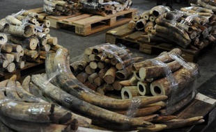 Une famille de onze éléphants a été tuée au Kenya par des braconniers, a annoncé mardi le Service de la Faune kényane (KWS), affirmant être à la poursuite des auteurs de ce qu'elle décrit comme le plus important massacre de pachydermes au Kenya depuis plus deux décennies.