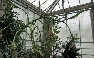 Le Tillandsia mesure environ trois mètres.