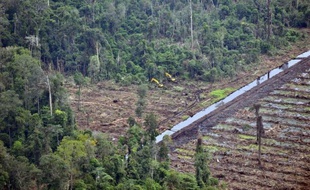 Le moratoire de deux ans des permis de défrichement, annoncé en fanfare en 2011 par l'Indonésie, n'est pas respecté et la destruction des vastes forêts équatoriales du pays se poursuit, a accusé jeudi une coalition d'ONG emmenée par Greenpeace.