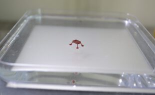Des chercheurs de l’ULB ont créé un robot capable de marcher sur l’eau