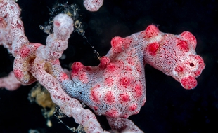 Hippocampe pygmée en mode camouflage sur du corail