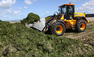 Un tracteur ramasse des algues vertes sur la plage de Saint-Michel-en-Grève (Côtes d'Armor) en 2011.