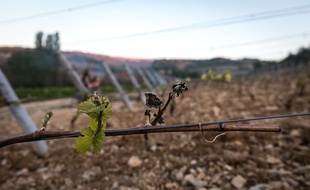 La vague de gel a sinistré une grande partie du vignoble Bordelais./KONRADK_KONRAD1242028/Credit:KONRAD K./SIPA/1704201249