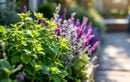 La solution naturelle et parfaite pour dire adieu aux mauvaises odeurs près de la terrasse