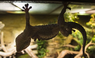Un lézard qui abandonne ses écailles pour échapper au danger vit à Madagascar
