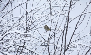 Un oiseau sous la neige. Illustration