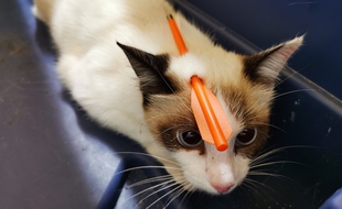 Le chat a été retrouvé avec une flèche dans la tête.