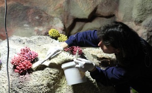 Neuf nouveaux aquariums d'exposition sont en train d'être créés.