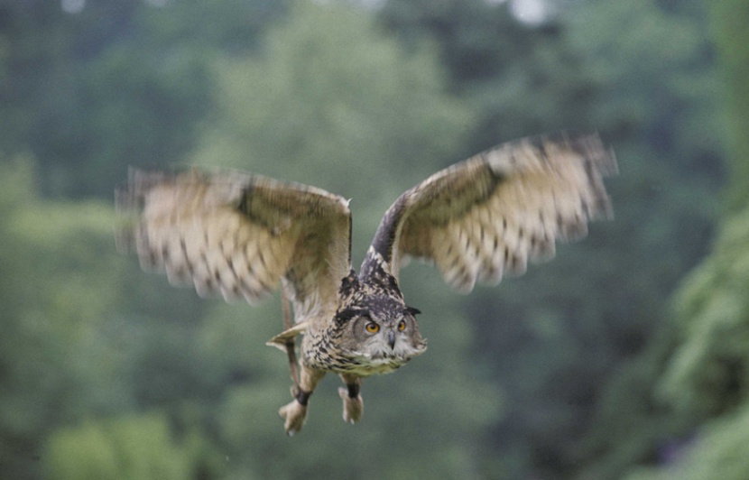 La Quatrième Dimension La Rivière Du Hibou Le hibou qui semait la terreur aux Pays-Bas enfin capturé