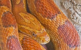Illustration d'un serpent des blés, une espèce inoffensive.