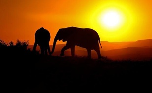 Vidée de ses animaux par les braconniers, une réserve du Malawi est progressivement repeuplée par une ONG qui veut en faire l'une des principales attractions touristiques de la région en y apportant antilopes, éléphants, léopards et lions.
