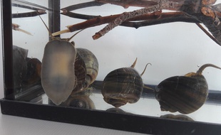 Des escargot ampullaires capturés.