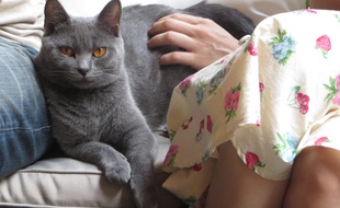 L'un des occupants du premier bar à chats de Lyon.