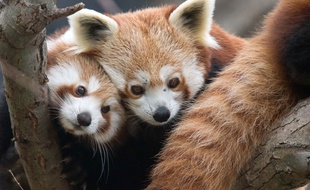 Pandas roux.