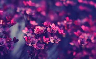 Elle est pas belle, la vie en rose ?