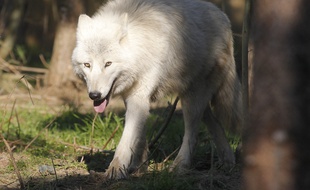 FROSSAY le 21/02/2013 Un loup dans le parc du sentier des daims