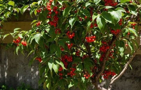 Il est temps de planter cet arbuste fruitier : ses fruits sont délicieux et ses fleurs sont magnifiques à l’automne