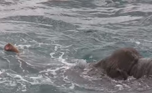 Un éléphant sauvé en pleine mer par la marine du Sri Lanka.